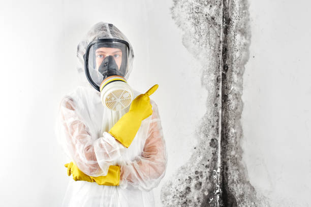 Best Environmental Consulting for Mold Prevention in Clarkson Valley, MO